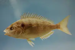 Pinfish (Lagodon rhomboides)