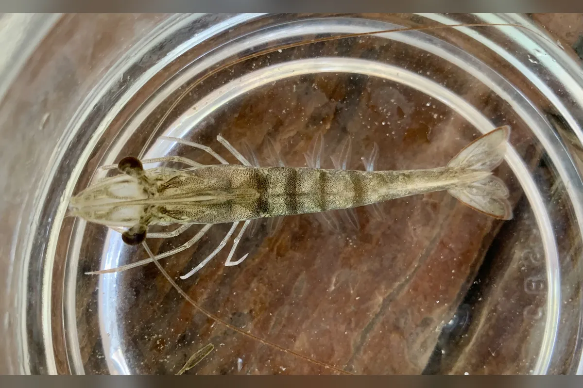 Live pink shrimp in a clear container