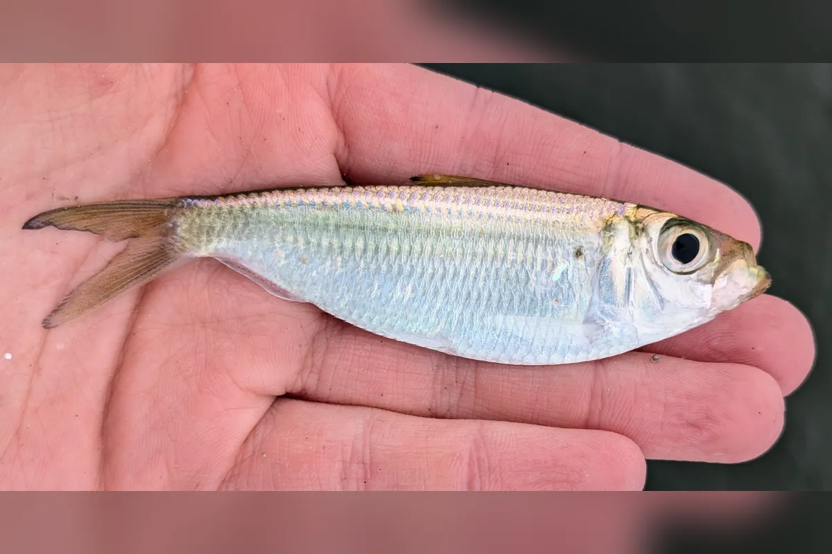 Scaled sardine (whitebait) held in hand