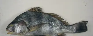 Black drum, side view