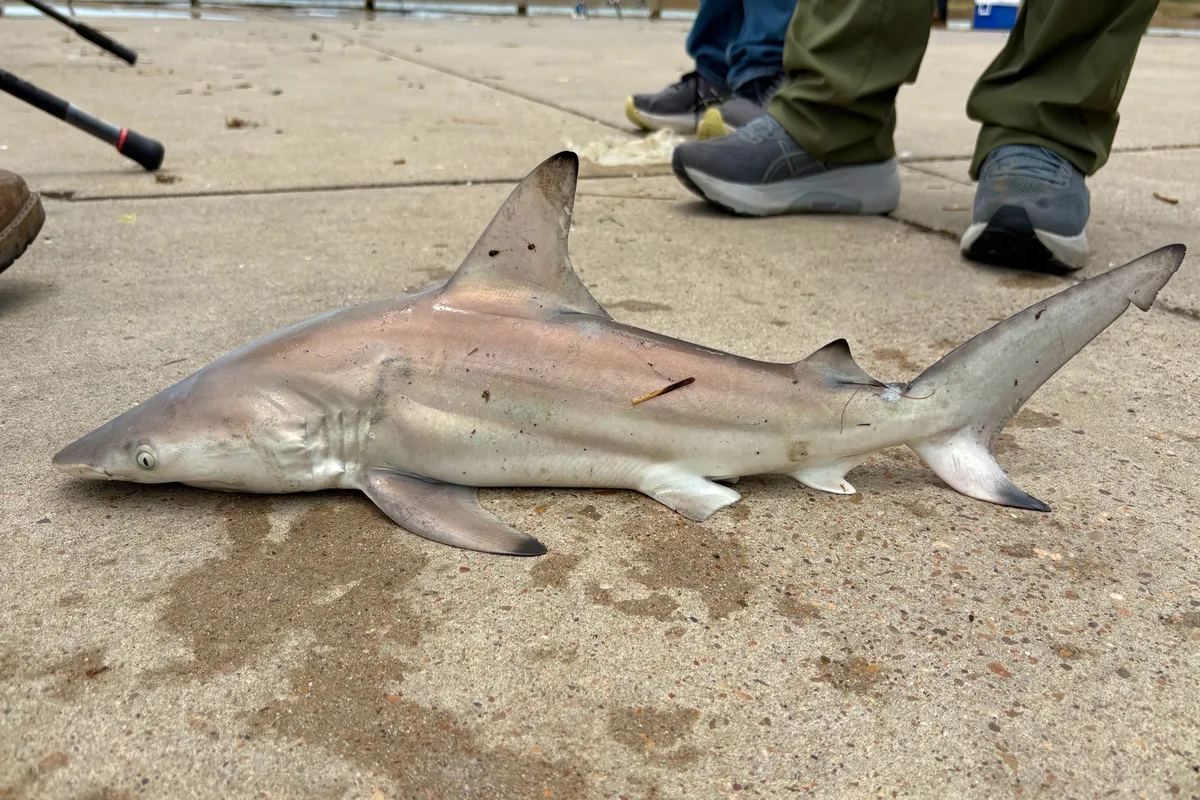 Angler holding a small blacktip shark beside the water