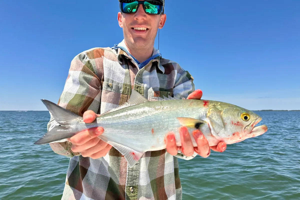 Freshly caught bluefish on the sand