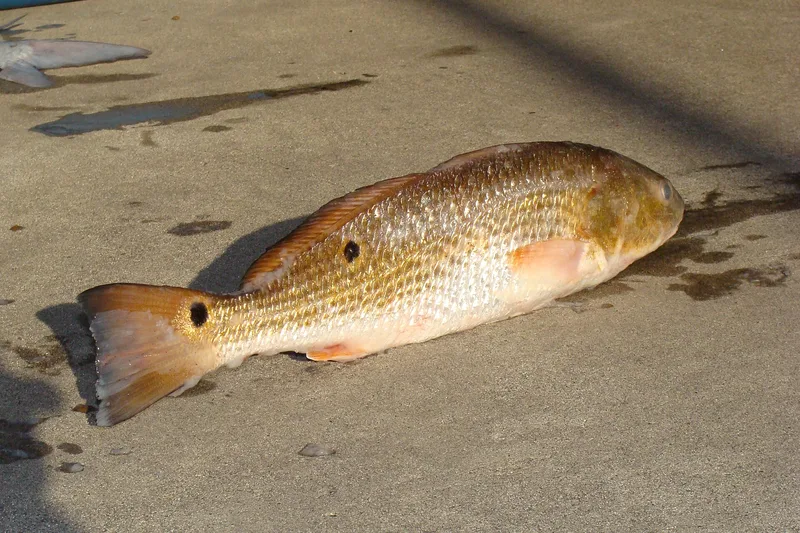 Redfish, side view