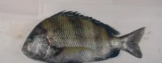 Sheepshead, side view