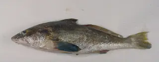 Whiting, side view