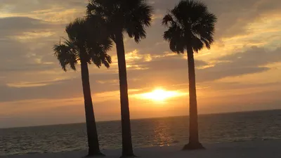 Palm trees at sunset on the Fred Howard Park beach