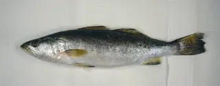 Spotted seatrout, side view