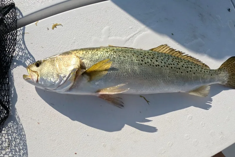 Spotted seatrout, side view