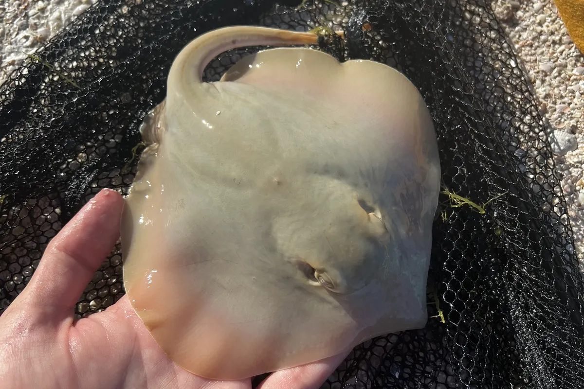 Live Atlantic stingray at the Florida Aquarium