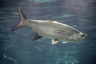 Tarpon swimming